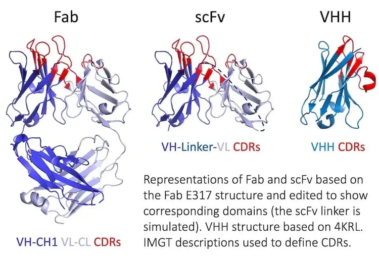 Specifica_Antibody_Formats_2-1